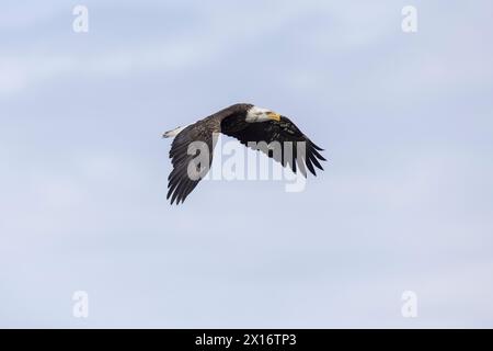 Aquila Calva (Haliaeetus leucocephalus), Ninilchik, Kenai, Alaska, Stati Uniti Foto Stock