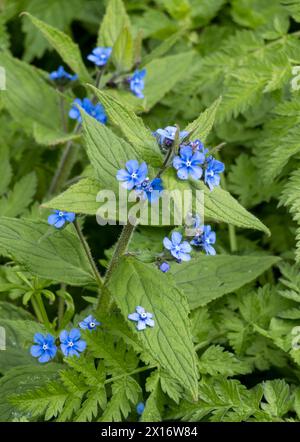 Fiore blu di Alkanet verde Foto Stock