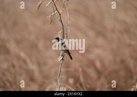 Una chiacchierata siberiana è appollaiata su un ramoscello secco in un'area forestale Foto Stock