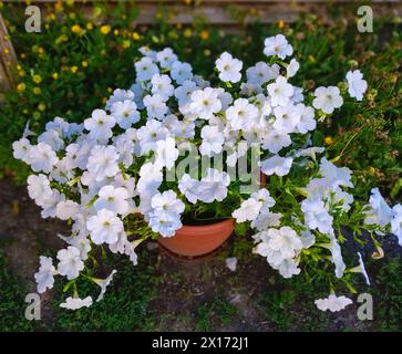 Bellissime e delicate petunie da giardino bianche in un vaso di fiori sullo sfondo di erba verde e fiori gialli Foto Stock