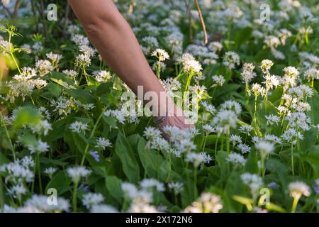 Una giovane donna sta raccogliendo le foglie dell'aglio dell'orso che fiorisce nella foresta Foto Stock