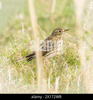 Meadow Pippet, che salta a Grass and Marshland a Norfolk, Regno Unito Foto Stock