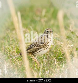 Meadow Pippet, che salta a Grass and Marshland a Norfolk, Regno Unito Foto Stock