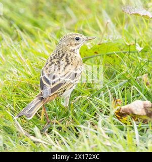 Meadow Pippet, che salta a Grass and Marshland a Norfolk, Regno Unito Foto Stock