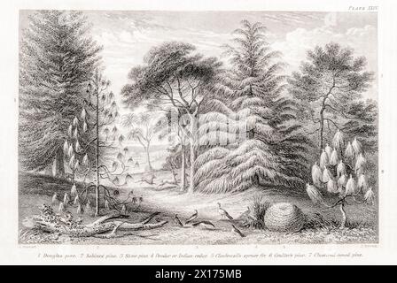 1872 quadro botanico vittoriano in William Rhind: Conifere - Stone Pine / Pinus pinea, Douglas Pine, Deodar, Spruce Fir & Cedrus. Foto Stock