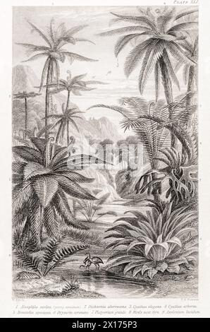 1872 quadro botanico vittoriano in William Rhind: Tree Ferns (tropicale). Inclusi Dicksonia arborescens, Cyathea elegans e Asplenium lucidum. Foto Stock