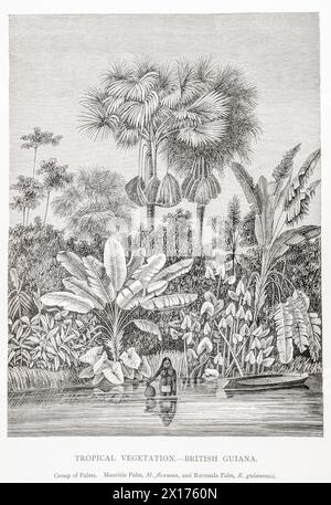 1872 quadro botanico vittoriano in William Rhind: Vegetazione tropicale - Guyana britannica. Palme Mauritia flexuosa e Ravenala guianensis. Foto Stock