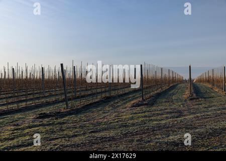 un giovane meleto dove gli alberi sono piantati in file, un meleto nella stagione invernale senza neve in condizioni di sole Foto Stock