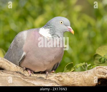 Wood Pigeon, arroccato in un giardino del Regno Unito, Bedfordshire. Foto Stock