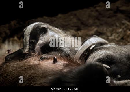 Scrofa di tasso europeo / femmina (Meles meles) lettiera di cuccioli in camera sotterranea di set di tasso in primavera Foto Stock