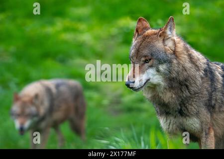 Due lupi eurasiatici / coppia di lupi grigi (Canis lupus lupus) caccia in prato / pascolo Foto Stock