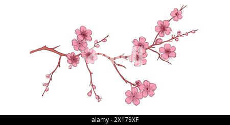 Bouquet di fiori di ciliegio sakura primaverile. Petali rosa realistici isolati, fiori, rami, set vettoriale di foglie. Illustrazione dell'albero della molla di disegno Illustrazione Vettoriale