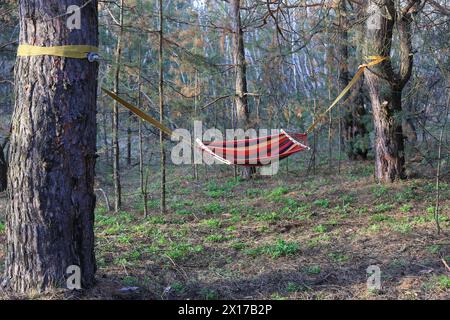 amaca tra grandi pini nella foresta Foto Stock