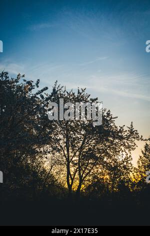 Blooming meadow orchard at sunrise Foto Stock
