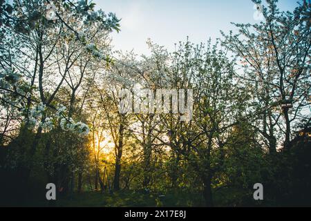 Frutteto prato in fiore all'alba Foto Stock