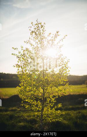 Albero di betulla giovane Foto Stock