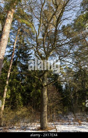 alberi senza fogliame nella stagione invernale, natura nella stagione invernale con il sole Foto Stock