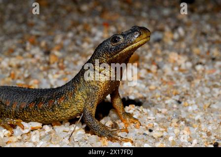 Tritone a costine iberico (Pleurodeles waltl) vicino a uno stagno a Valdemanco, Madrid, Spagna Foto Stock