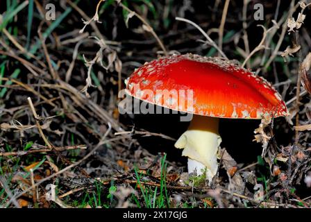 Funghi (Amanita sp.) A Valdemanco, Madrid, Spagna Foto Stock