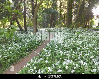 Ransoms,(Allium ursinum), conosciuto anche come aglio selvatico, buckrams, aglio a foglia larga e aglio legno che fioriscono sotto gli alberi in un piccolo legno nel cen Foto Stock