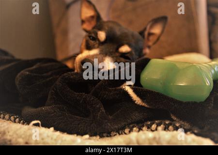 Vita di un cane Foto Stock