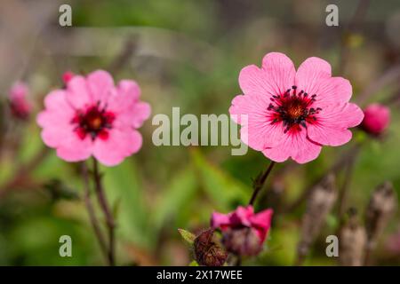 Primo piano dei fiori di cinquefoil (potentilla nepalensis) del Nepal in fiore Foto Stock