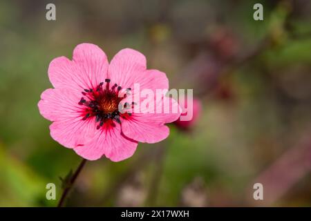Primo piano di un fiore di cinquefoil (potentilla nepalensis) del Nepal in fiore Foto Stock
