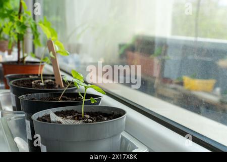 Germinazione di germogli di piante da interno. Le piantine di piante giovani crescono su un davanzale - il campione di come coltivare piante d'appartamento in un appartamento. Foto Stock