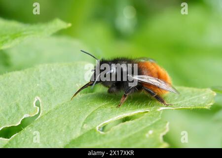 Primo piano naturale del viso su un'ape murata Euroeapn colorata nera e rossa, Osmia cornuta su foglia verde Foto Stock