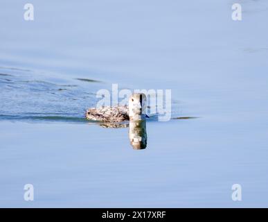 Comune nuoto Loon verso la telecamera Foto Stock