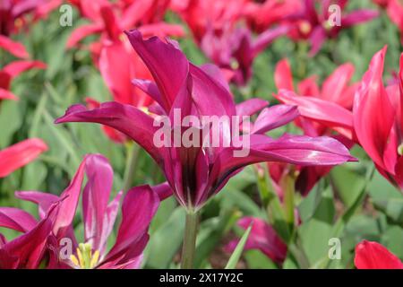 Tulipani in fiore di giglio rosa, Tulipa «bambola viola» in fiore. Foto Stock