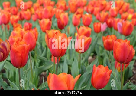 Tulipani trionfali arancioni e rossi, tulipani «Arancio del Re» in fiore. Foto Stock