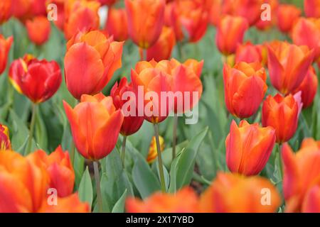 Tulipani trionfali arancioni e rossi, tulipani «Arancio del Re» in fiore. Foto Stock