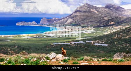 Grecia viaggi . Paesaggio panoramico dell'isola di Creta. montagne rocciose, spiagge selvagge e capre pascolanti Foto Stock