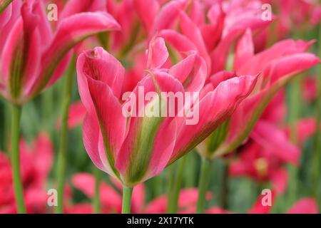 Viridiflora tulipani rosa e verde, tulipa «virichic» in fiore. Foto Stock