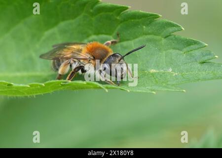 Primo piano naturale su un'ape da miniera di Coppice, Andrena Helvola seduta su una foglia verde Foto Stock