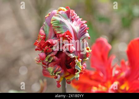 Pappagallo rosso tulipano, tulipa «rococò» in fiore. Foto Stock