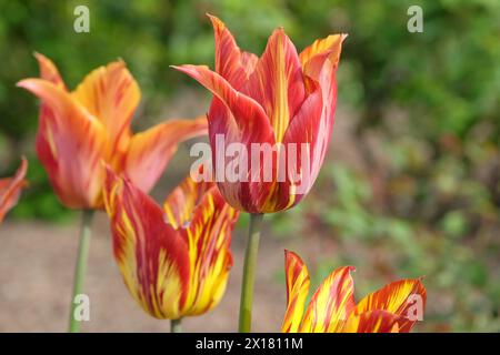 «Rubens» tulipani di Rembrandt variegati giallo e rosso in fiore. Foto Stock