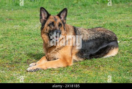 Vecchio pastore tedesco, femmina, sdraiato sul prato a Ystad, Scania, Svezia, Scandinavia Foto Stock