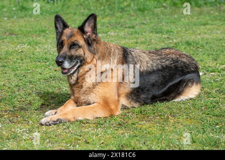 Vecchio pastore tedesco, femmina, sdraiato sul prato a Ystad, Scania, Svezia, Scandinavia Foto Stock