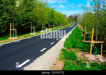 viale piantato di recente lungo la strada di campagna appena asfaltata a Stenberget, nel comune di Skurup, Scania, Svezia, Scandinavia Foto Stock