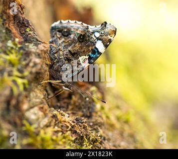 Ammiraglio rosso (Vanessa atalanta) (SYN.: Pyrameis atalanta), farfalla adulta con ali chiuse e lati inferiori multicolori di ali seduti su un albero Foto Stock