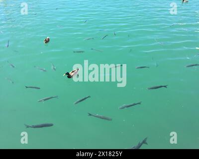 Anatre e pesci nel bacino portuale di Puerto de Almerimar nel 04711 El Ejido (Almeria), Spagna, 04711 El Ejido (Almeria), Spagna Foto Stock