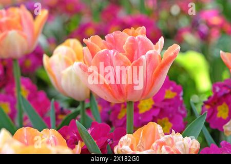 Tulipano doppio rosa e giallo, tulipano «foxy foxtrot» in fiore. Foto Stock