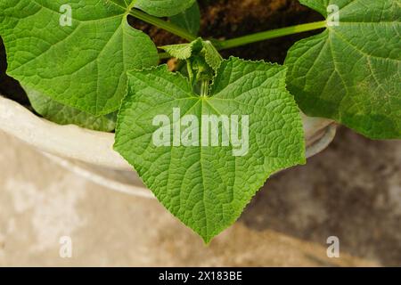 Foglie di zucca verde vista ravvicinata, foglie di zucca a forma di amore, a forma di cuore Foto Stock