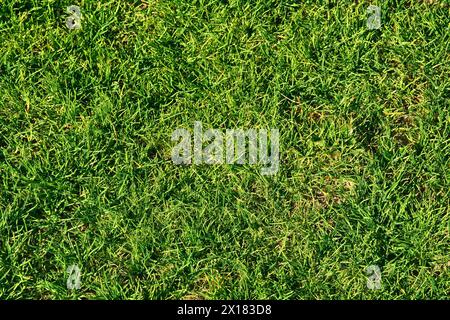 Motivo e trama dell'erba verde per lo sfondo. Immagine ravvicinata. Vista dall'alto. Foto Stock