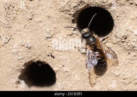 Ape di muratore rosso arrugginito (Osmia bicornis), Emsland, bassa Sassonia, Germania Foto Stock