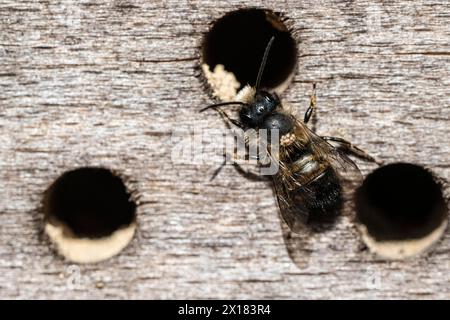 Ape di muratore rosso arrugginito (Osmia bicornis), Emsland, bassa Sassonia, Germania Foto Stock