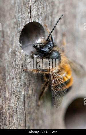 Ape di muratore rosso arrugginito (Osmia bicornis), Emsland, bassa Sassonia, Germania Foto Stock