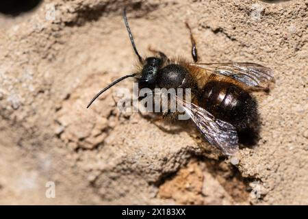 Ape di muratore rosso arrugginito (Osmia bicornis), Emsland, bassa Sassonia, Germania Foto Stock